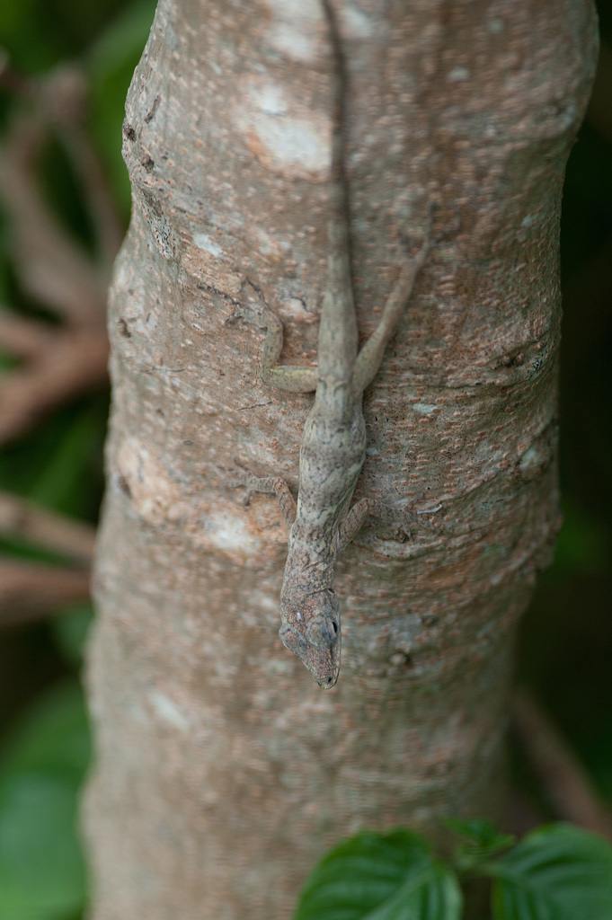 Bronze Anole From Trinidad And Tobago On February 6, 2013 At 02:02 Pm 