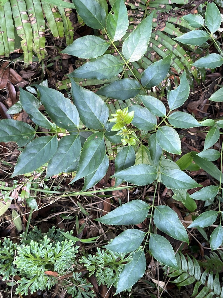 Common Euscaphis from TW on April 23, 2023 at 0406 PM by Summer Wu