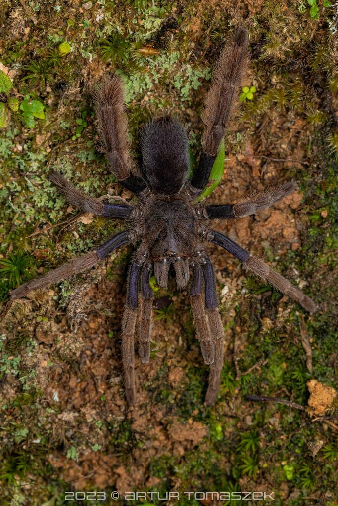 Malaysian Purple Femur Tarantula In April By Artur Tomaszek Inaturalist