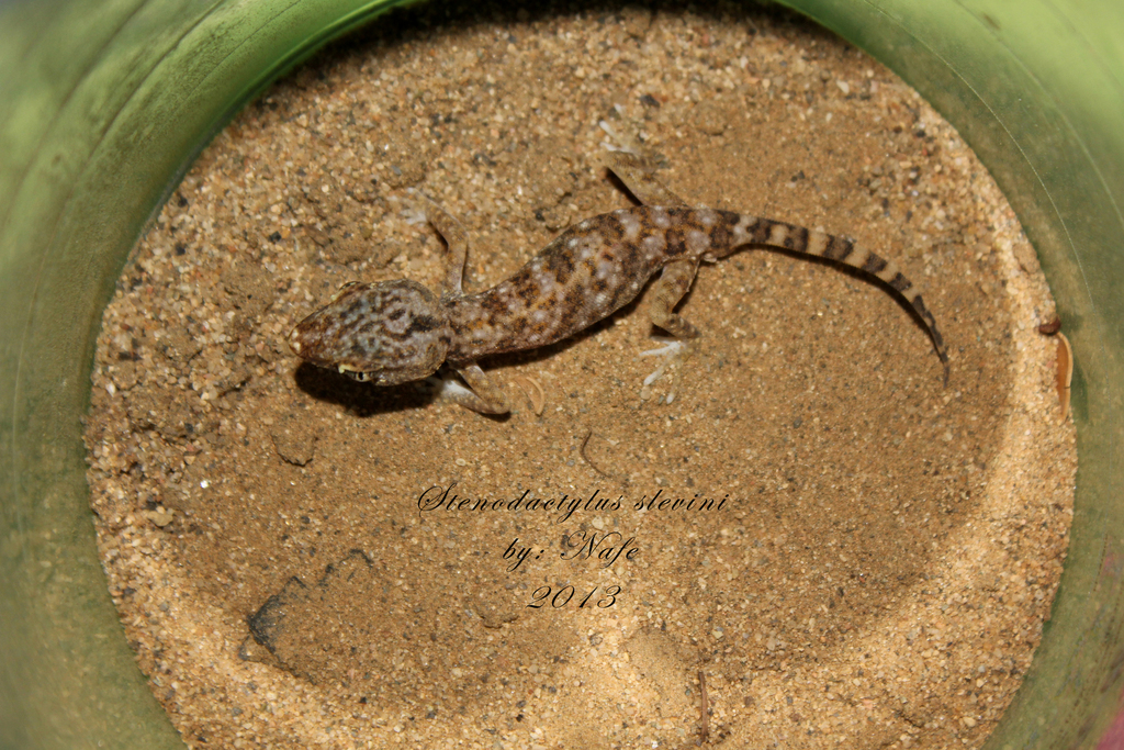 Slevin's Short-fingered Gecko (Stenodactylus slevini)