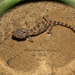 Stenodactylus slevini - Photo (c) ateah alfakih, kaikki oikeudet pidätetään, lähettänyt ateah alfakih
