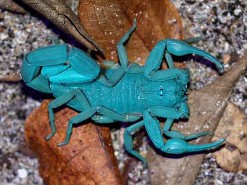 Slender Brown Scorpion