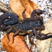 Bark Scorpions - Photo (c) Jay L. Keller, all rights reserved, uploaded by Jay L. Keller
