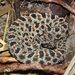 Dusky Pygmy Rattlesnake - Photo (c) Emily Gati, all rights reserved, uploaded by Emily Gati