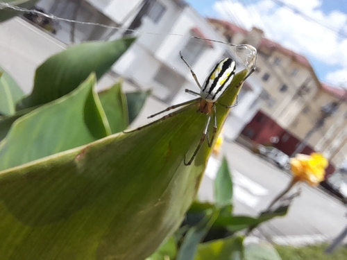 Leucauge mariana