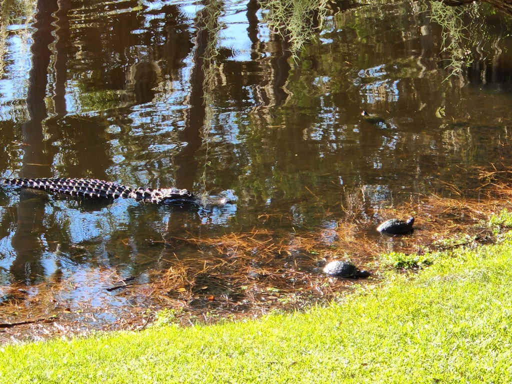 American Alligator from Edisto Island, SC 29438, USA on September 20, 2022 at 0929 AM by