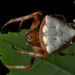 Araña Cabeza de Flecha - Photo (c) Geoff Pekor, todos los derechos reservados, subido por Geoff Pekor