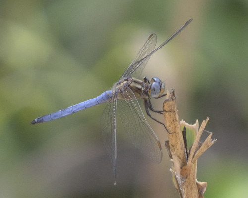 Keeled Skimmer