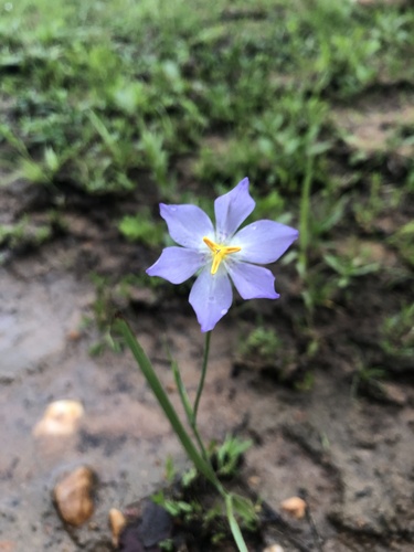 Calydorea gardneri · iNaturalist