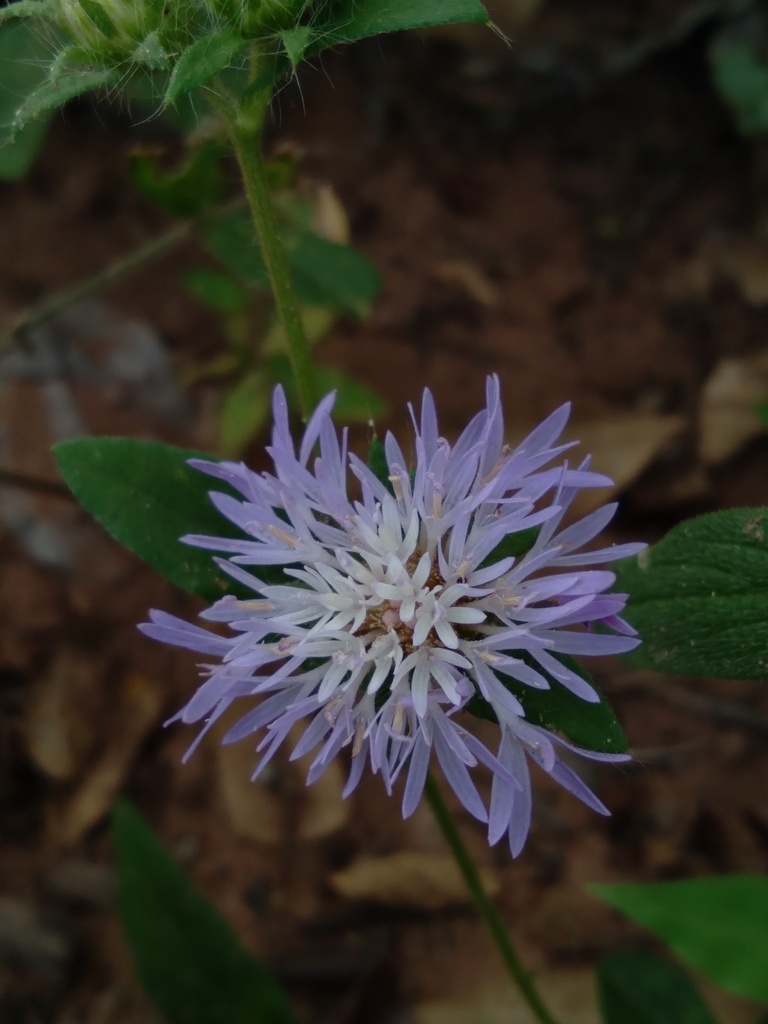 Stilpnopappus from Dom Expedito Lopes, Piauí, Brazil on April 25, 2023 ...