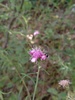 Trichogonia campestris - Photo (c) MacCole Matsho, all rights reserved, uploaded by MacCole Matsho