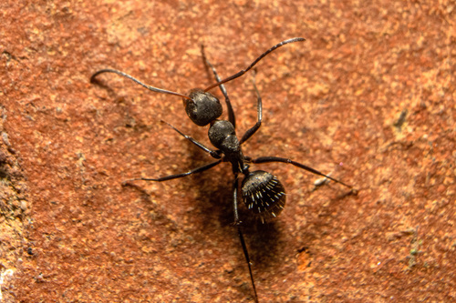 Camponotus zoc