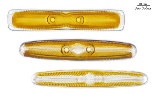 Navicula oblonga