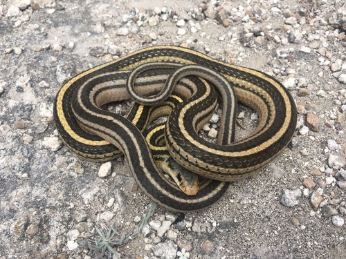 Baird's Patchnose Snake