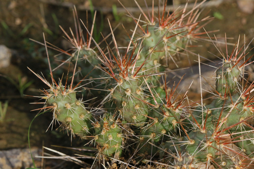 Chain-fruit Cholla