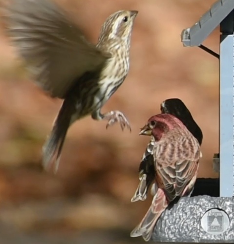 Purple Finch
