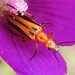 Winecup Blister Beetle - Photo (c) saltyhiker, all rights reserved
