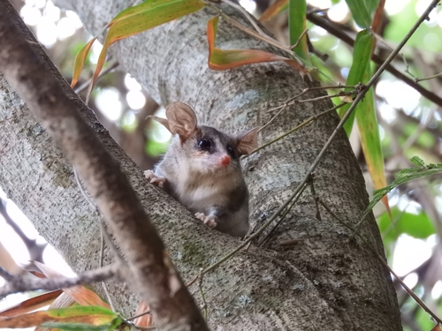 Buff-bellied fat-tailed mouse oppossum (Thylamys venustus) — Data Deficient Mammalia