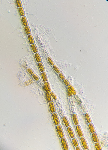 Oedogoniales