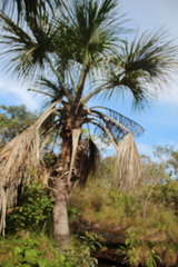 Mauritia flexuosa image