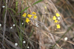 Image of Utricularia fimbriata