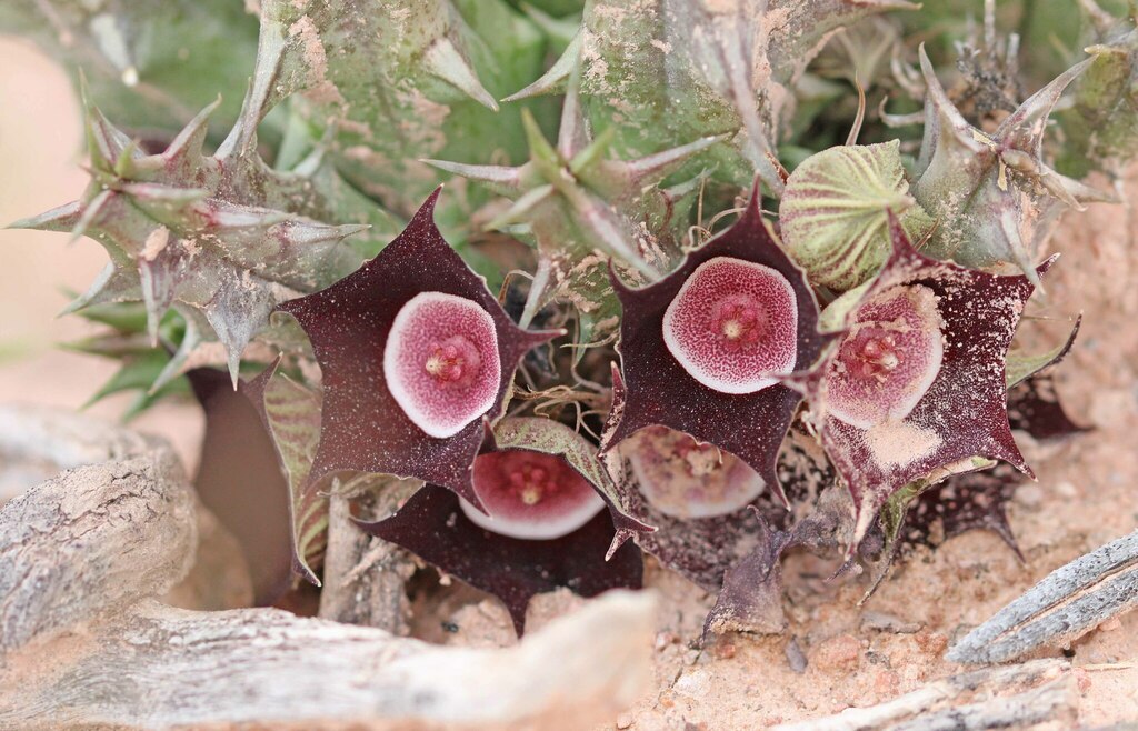 Huernia oculata