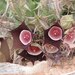 Huernia oculata - Photo (c) Frank Walther, όλα τα δικαιώματα διατηρούνται, uploaded by Frank Walther