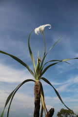 Vellozia tubiflora image