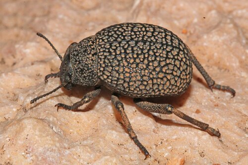 Renatiella scrobipennis