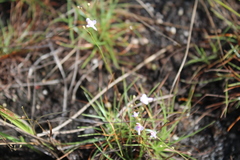 Image of Utricularia amethystina