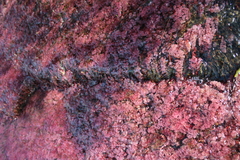 Macarenia clavigera image