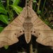 Dull Swirled Hawkmoth - Photo (c) Roger C. Kendrick, all rights reserved