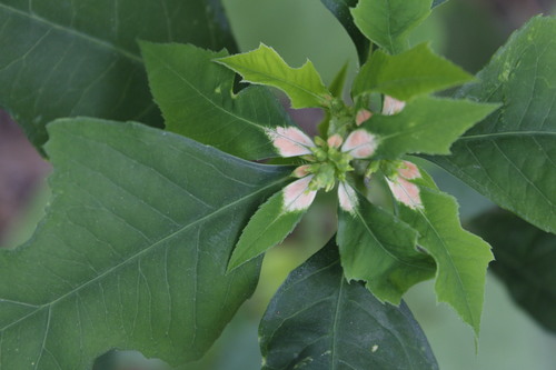 Nochebuena (Euphorbia pulcherrima) · NaturaLista Mexico