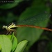Chinese Mountain Damsel - Photo (c) Roger C. Kendrick, all rights reserved