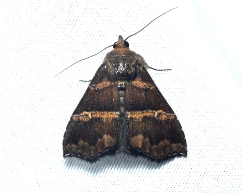 Pseudostella cyanolepia