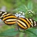 Mariposa Alas de Tigre Mimética - Photo (c) adel-fridus, todos los derechos reservados, subido por adel-fridus