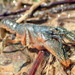 Boston Mountains Crayfish - Photo (c) Dustin Lynch, all rights reserved, uploaded by Dustin Lynch