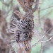 Banksia spinulosa cunninghamii - Photo (c) David Sacerdote, kaikki oikeudet pidätetään, lähettänyt David Sacerdote