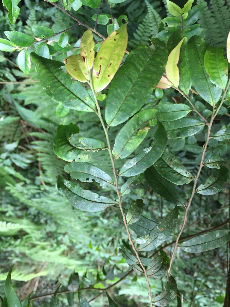 Eurya loquaiana (Eurya loquaiana)