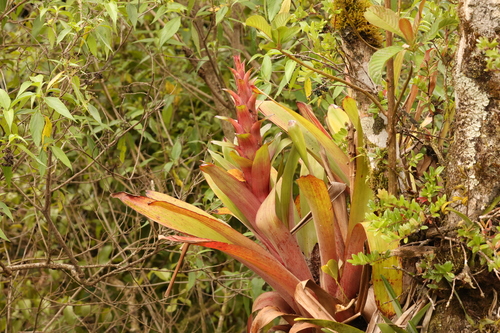 Guzmania spectabilis