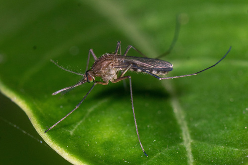 Culex pilosus