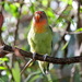 Agapornis roseicollis × personatus - Photo (c) Lorix J. Bertling, todos los derechos reservados, subido por Lorix J. Bertling