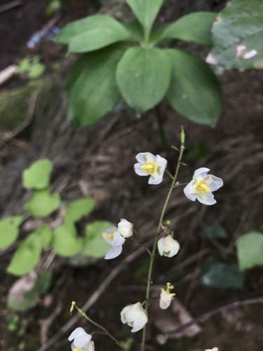 Bishop's mitre (Epimedium pubigerum)