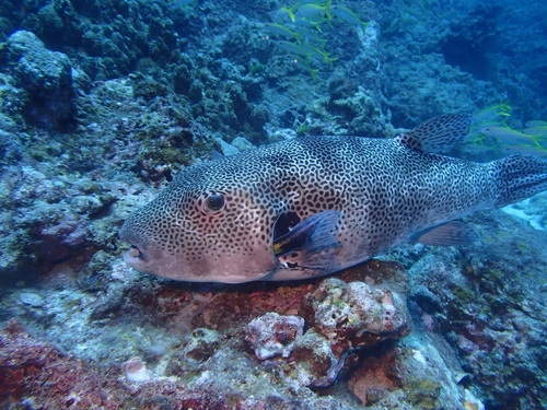 Starry Puffer — seen at this dive site