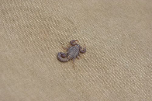 Alligatorback Scorpion