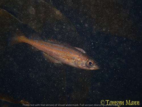Atlantic Pollock