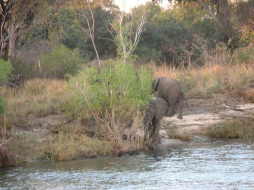 African Savanna Elephant