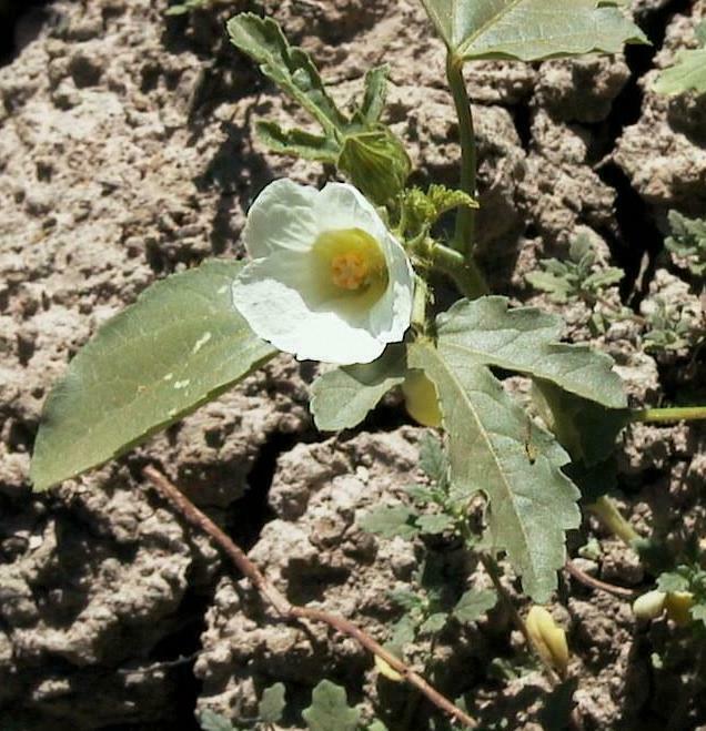 bladder ketmia from Hillston NSW 2675, Australia on April 4, 2003 by