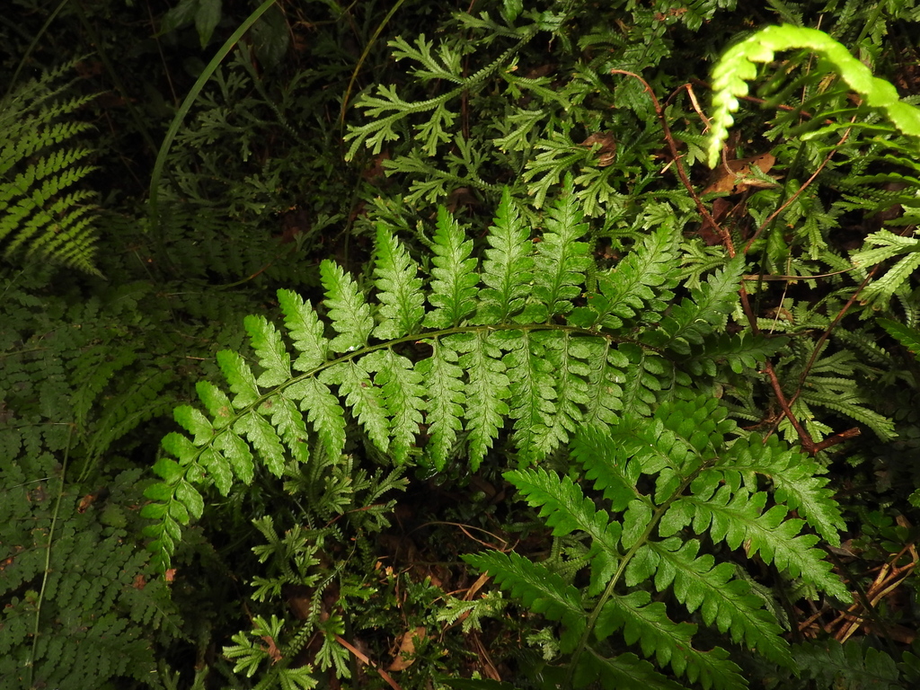 Athyrium puncticaule (Athyrium puncticaule)