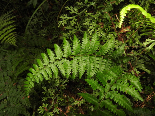 Athyrium puncticaule